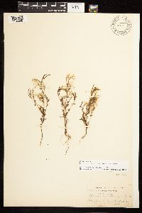 Epilobium minutum image