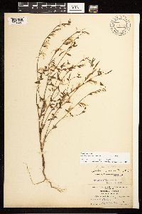 Epilobium minutum image