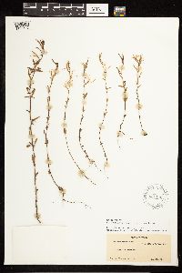 Epilobium minutum image