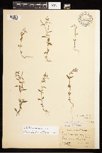 Epilobium minutum image