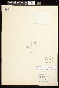 Epilobium minutum image