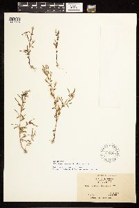 Epilobium minutum image