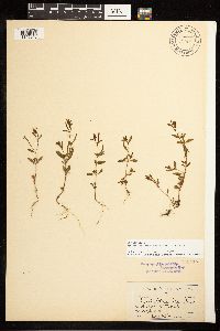 Epilobium minutum image