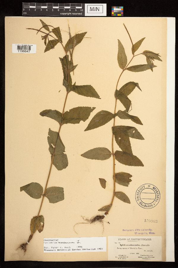 Epilobium montanum image