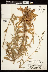 Epilobium montanum image