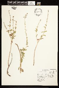 Epilobium nevadense image