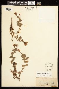 Epilobium obcordatum image