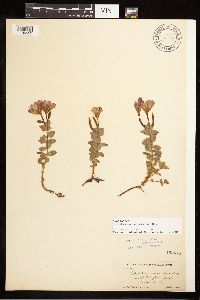 Epilobium obcordatum image