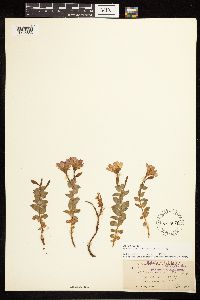 Epilobium obcordatum image