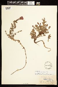 Epilobium obcordatum image