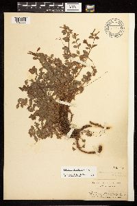 Epilobium obcordatum image