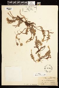 Epilobium obcordatum image
