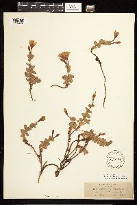 Epilobium obcordatum image