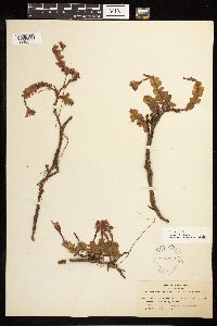 Epilobium obcordatum image