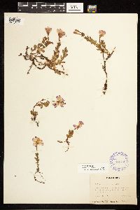 Epilobium obcordatum image