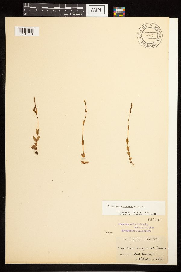 Epilobium oregonense image