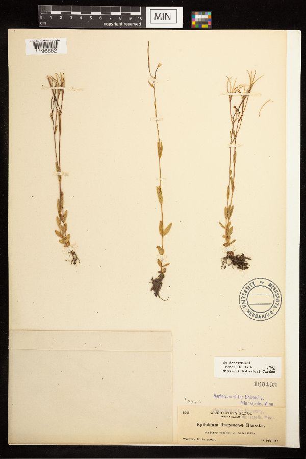 Epilobium image