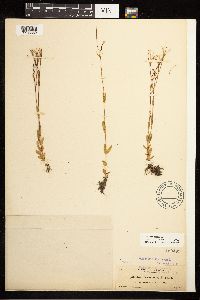 Epilobium oregonense image