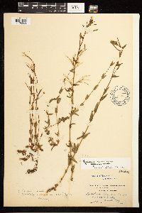 Epilobium oregonense image