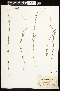 Epilobium palustre image