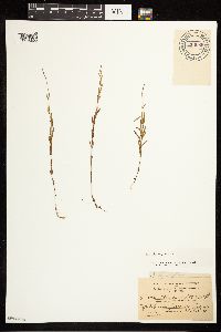 Epilobium palustre image