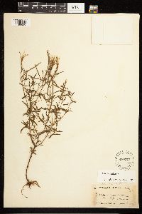 Epilobium palustre image
