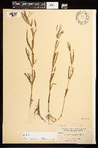 Epilobium palustre image