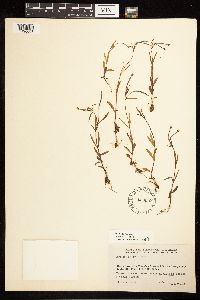 Epilobium palustre image