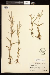 Epilobium palustre image