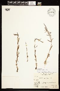 Epilobium palustre image
