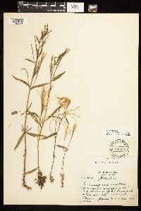 Epilobium palustre image