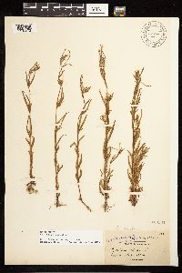 Epilobium palustre image