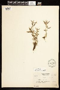 Epilobium palustre image