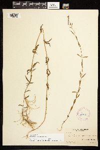 Epilobium palustre image