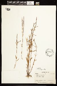 Epilobium palustre image