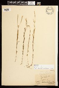 Epilobium palustre image
