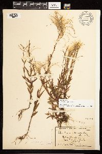 Epilobium palustre image