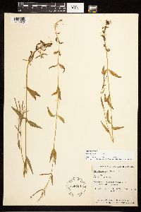 Epilobium palustre image