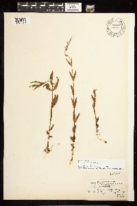 Epilobium palustre image