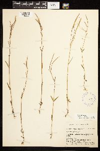 Epilobium palustre image