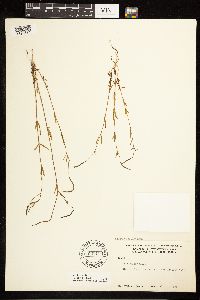 Epilobium palustre image