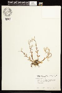 Epilobium palustre image