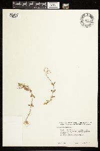 Epilobium palustre image
