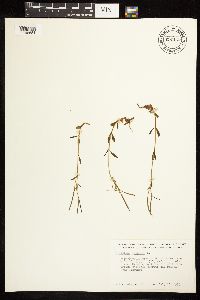 Epilobium palustre image