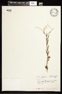 Epilobium palustre image