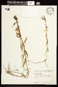 Epilobium palustre image