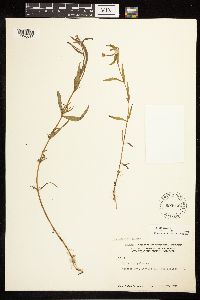 Epilobium palustre image