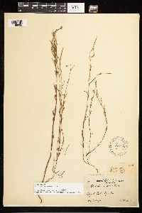 Epilobium palustre image