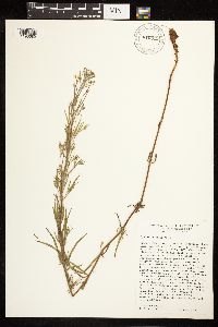 Epilobium palustre image