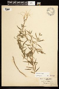 Epilobium palustre image